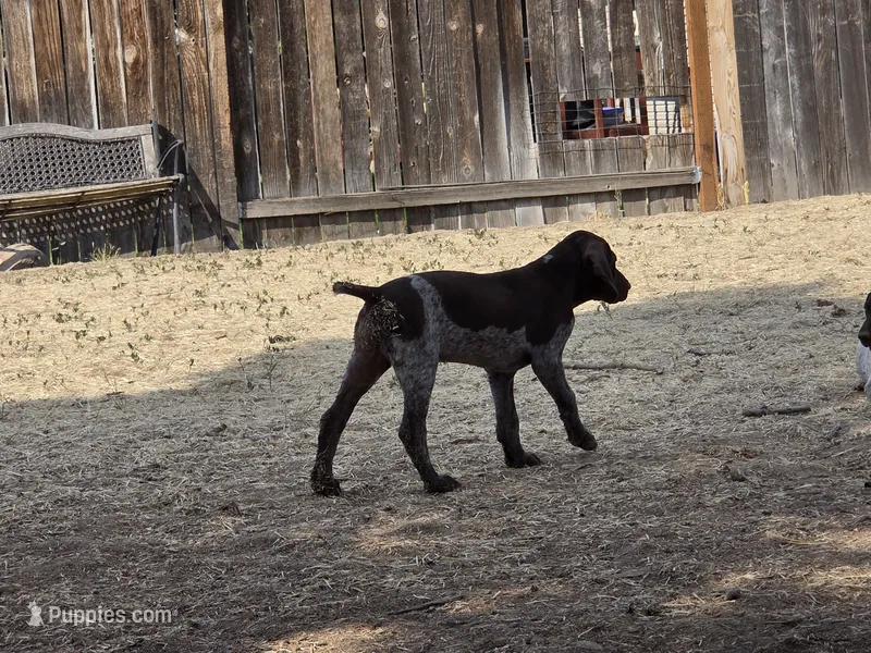Rory – German Shorthaired Pointer puppy for sale in Boise, ID