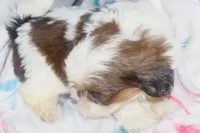Trixie, a female Shih Tzu for sale in Fremont, CA – 3 of 5