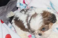 Trixie, a female Shih Tzu for sale in Fremont, CA – 2 of 5