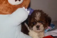 Tiger, a male Shih Tzu for sale in Fremont, CA – 2 of 4