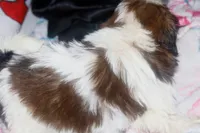 Trixie, a female Shih Tzu for sale in Fremont, CA – 4 of 5