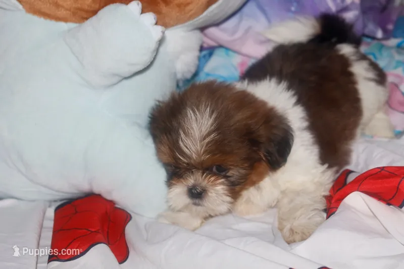 Tiger – Shih Tzu puppy for sale in Fremont, CA