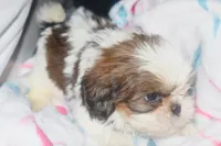 Trixie, a female Shih Tzu for sale in Fremont, CA – 5 of 5