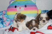 Tiger, a male Shih Tzu for sale in Fremont, CA – 3 of 4