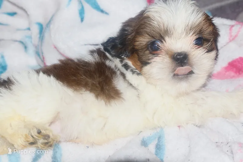 Trixie – Shih Tzu puppy for sale in Fremont, CA