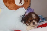 Tiger, a male Shih Tzu for sale in Fremont, CA – 4 of 4