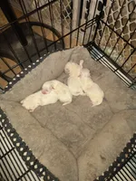 Puppy A, a female Maltese for sale in Union Grove, AL – 2 of 6