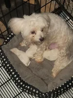 Puppy A, a female Maltese for sale in Union Grove, AL – 4 of 6
