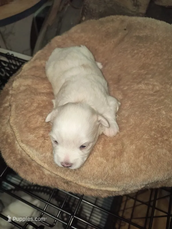 Puppy A – Maltese puppy for sale in Union Grove, AL