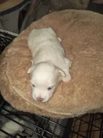 Puppy A, a female Maltese for sale in Union Grove, AL – 1 of 6