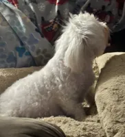 Puppy A, a female Maltese for sale in Union Grove, AL – 3 of 6