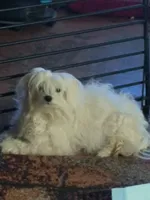 Puppy A, a female Maltese for sale in Union Grove, AL – 5 of 6