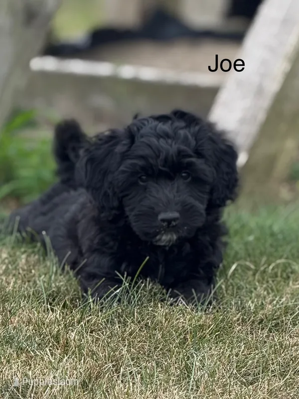 Jojo – Miniature Aussiedoodle puppy for sale in Laotto, IN