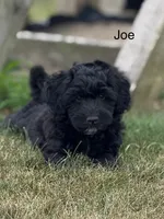 Jojo, a male Miniature Aussiedoodle for sale in Laotto, IN – 1 of 6