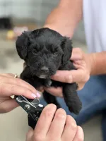 Jojo, a male Miniature Aussiedoodle for sale in Laotto, IN – 3 of 6