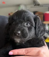 Jojo, a male Miniature Aussiedoodle for sale in Laotto, IN – 2 of 6
