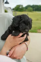 Jojo, a male Miniature Aussiedoodle for sale in Laotto, IN – 4 of 6