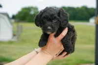 Jojo, a male Miniature Aussiedoodle for sale in Laotto, IN – 5 of 6