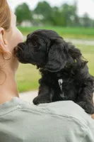 Jojo, a male Miniature Aussiedoodle for sale in Laotto, IN – 6 of 6