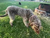 Mopar, a male Labradoodle for sale in Fruita, CO – 9 of 9