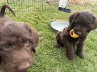 Flopsy, a female Labradoodle for sale in Fruita, CO – 2 of 5