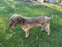 Mopar, a male Labradoodle for sale in Fruita, CO – 5 of 9