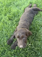 Flopsy, a female Labradoodle for sale in Fruita, CO – 5 of 5