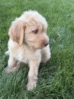 Pogo, a female Labradoodle for sale in Fruita, CO – 2 of 3