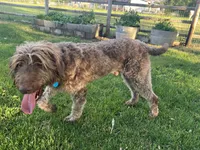 Mopar, a male Labradoodle for sale in Fruita, CO – 6 of 9