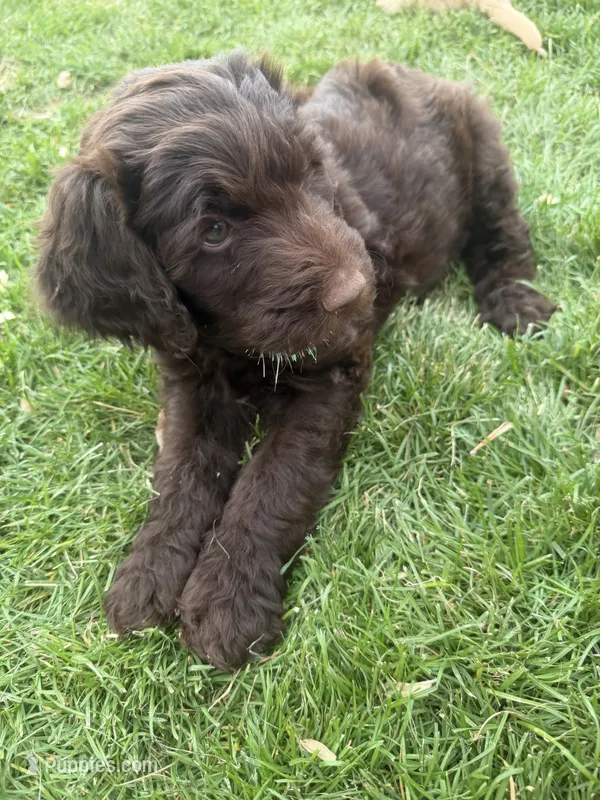 Flopsy – Labradoodle puppy for sale in Fruita, CO