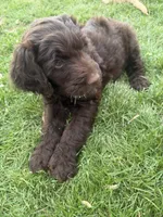 Flopsy, a female Labradoodle for sale in Fruita, CO – 1 of 1