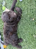 Mopsy, a female Labradoodle for sale in Fruita, CO – 2 of 3
