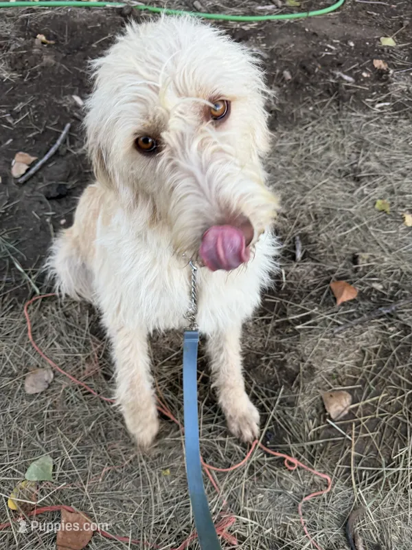 Blondie – Labradoodle puppy for sale in Fruita, CO