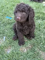 Curly, a male Labradoodle for sale in Fruita, CO – 6 of 6