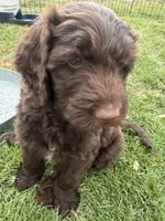 Flopsy, a female Labradoodle for sale in Fruita, CO – 1 of 5