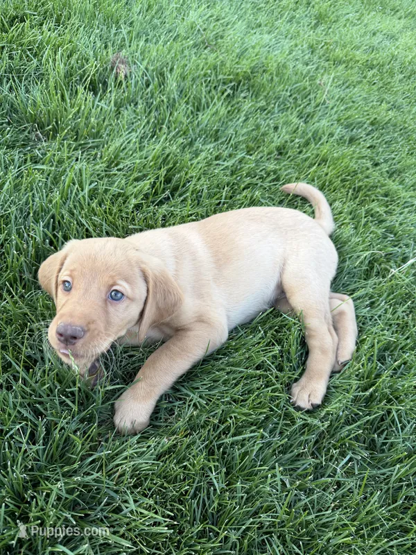 Shar pei 2 – Labradoodle puppy for sale in Fruita, CO