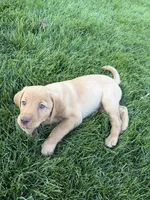 Shar pei 2, a female Labradoodle for sale in Fruita, CO – 1 of 1