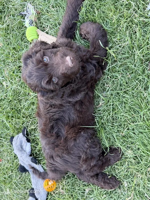 Mopsy – Labradoodle puppy for sale in Fruita, CO