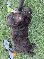 Mopsy, a female Labradoodle for sale in Fruita, CO – 1 of 3