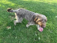 Mopar, a male Labradoodle for sale in Fruita, CO – 4 of 9