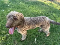 Mopar, a male Labradoodle for sale in Fruita, CO – 8 of 9