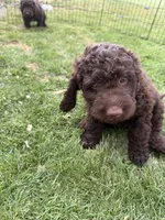 Curly, a male Labradoodle for sale in Fruita, CO – 4 of 6