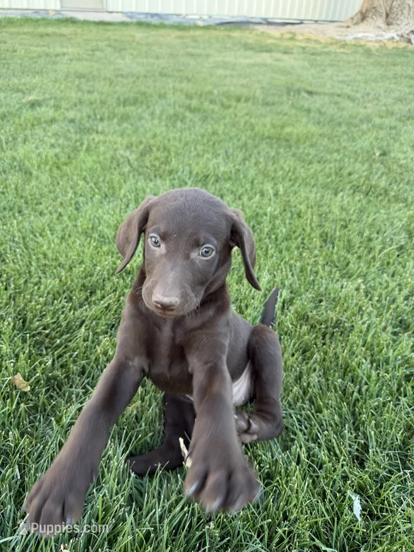 Minnie Mouse – Labradoodle puppy for sale in Fruita, CO