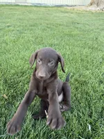 Minnie Mouse, a female Labradoodle for sale in Fruita, CO – 1 of 1