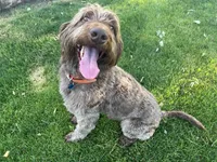 Mopar, a male Labradoodle for sale in Fruita, CO – 3 of 9