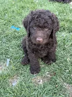 Curly, a male Labradoodle for sale in Fruita, CO – 5 of 6