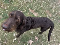 Fluffy, a female Labradoodle for sale in Fruita, CO – Photo 8 of 9