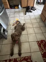 Fluffy, a female Labradoodle for sale in Fruita, CO – Photo 6 of 9