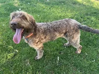 Fluffy, a female Labradoodle for sale in Fruita, CO – Photo 3 of 9