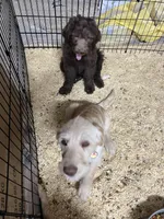 Fluffy, a female Labradoodle for sale in Fruita, CO – Photo 9 of 9